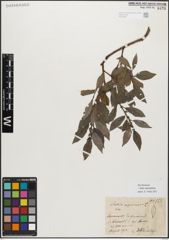 Foto von Salix myrsinifolia Salisb.